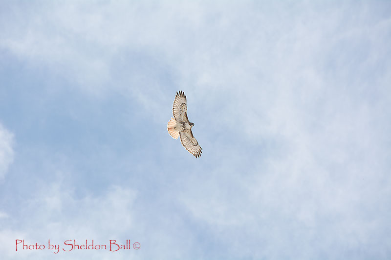 photo of a soaring hawk west of Carstairs, Alberta - Photo by Web Developer Sheldon Ball